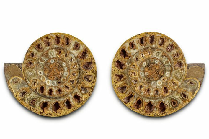 Cut & Polished Jurassic Ammonite (Perisphinctes) Fossil #336419